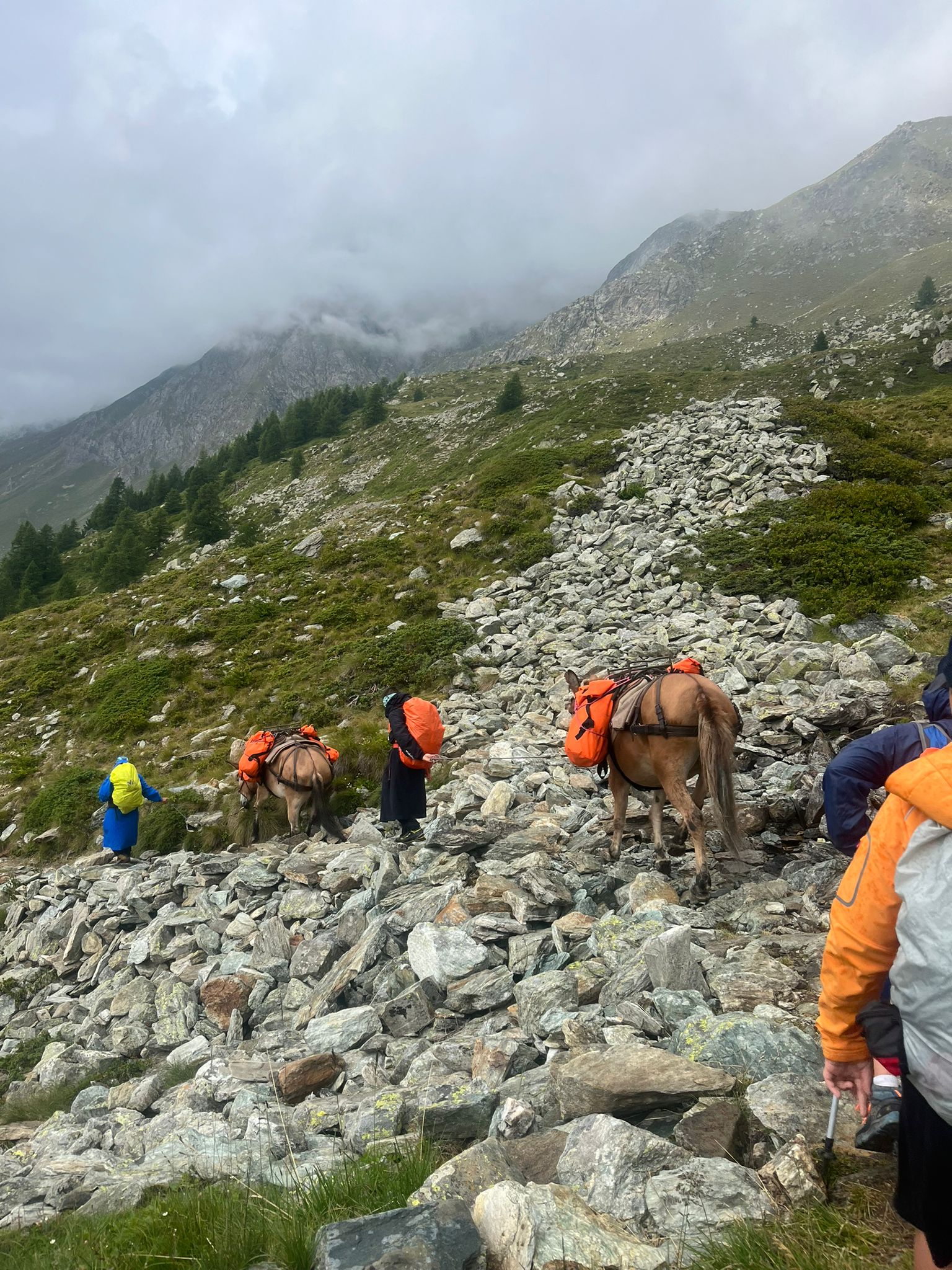 TREK MULE ALPS - TREKKING IN VALLE D'AOSTA 002