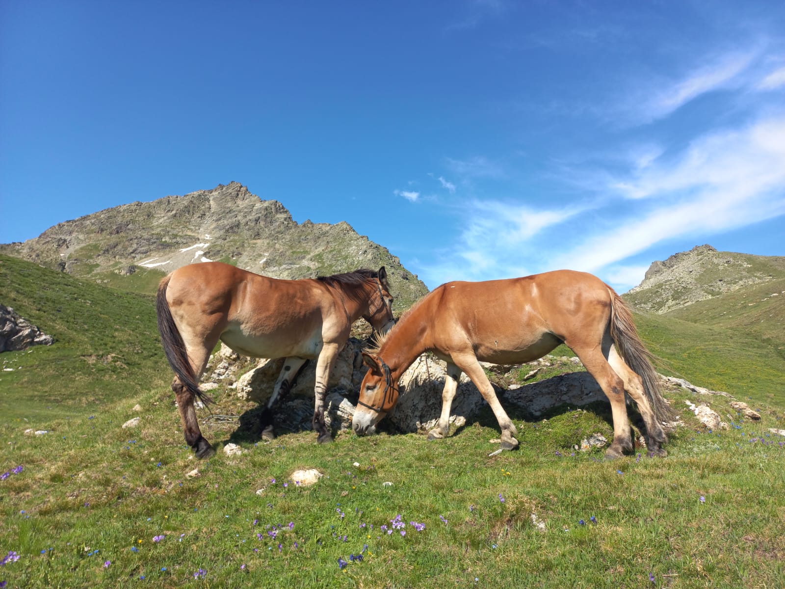 TREK MULE ALPS - TREKKING IN VALLE D'AOSTA 017N e V