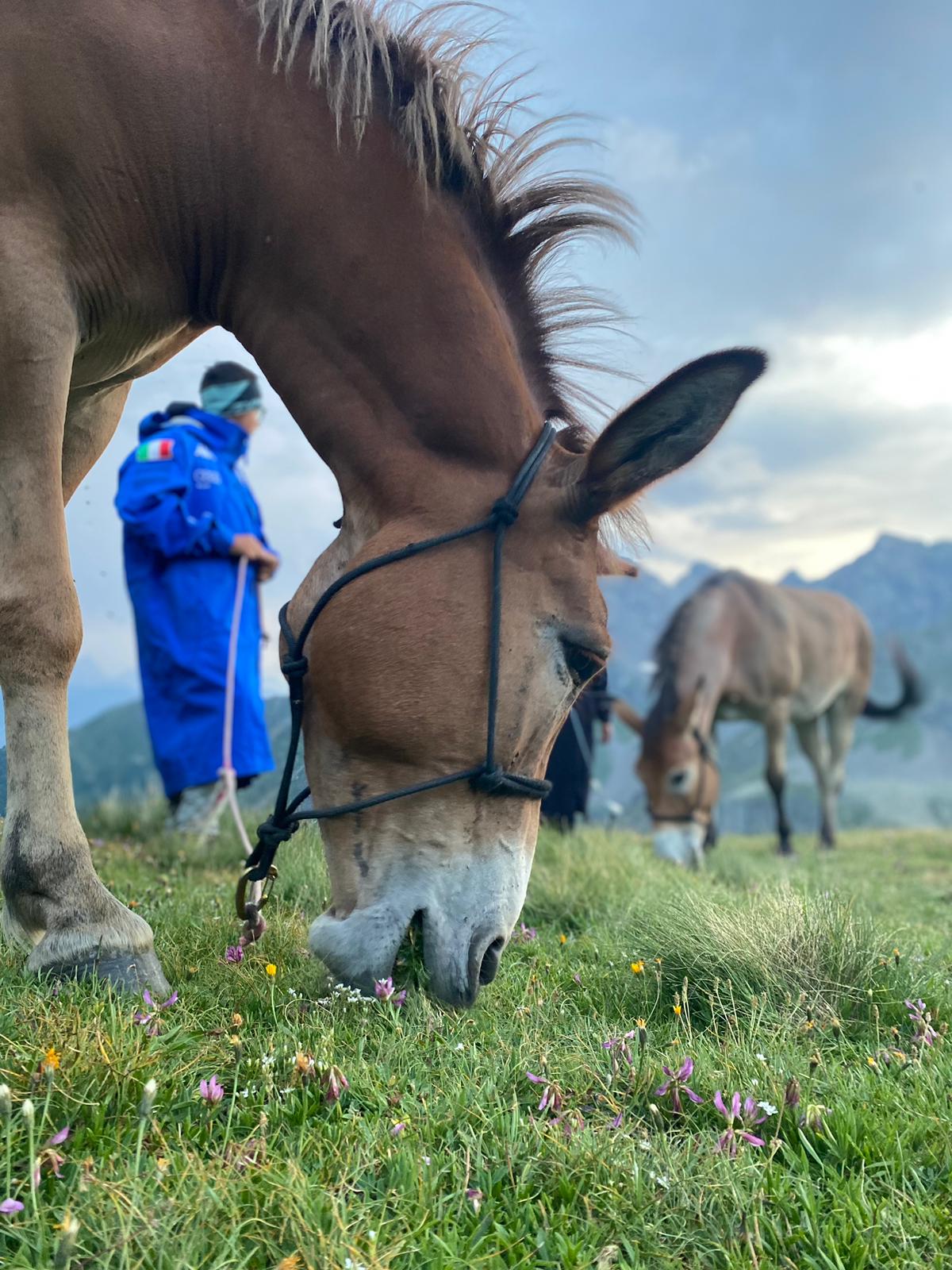 TREK MULE ALPS - TREKKING IN VALLE D'AOSTA gallery 003
